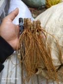 地胆头广西正宗野生地胆草不带叶发货 新鲜地胆头发货