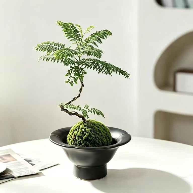 蓝楹花造型苔藓球盆栽绿植室内花卉四季好养净化空气办公室小清新