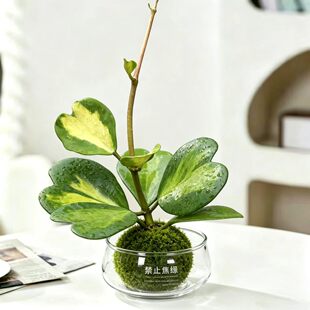 心叶球兰内锦苔藓球植物办公室内桌面绿植花卉盆栽室内绿植软装