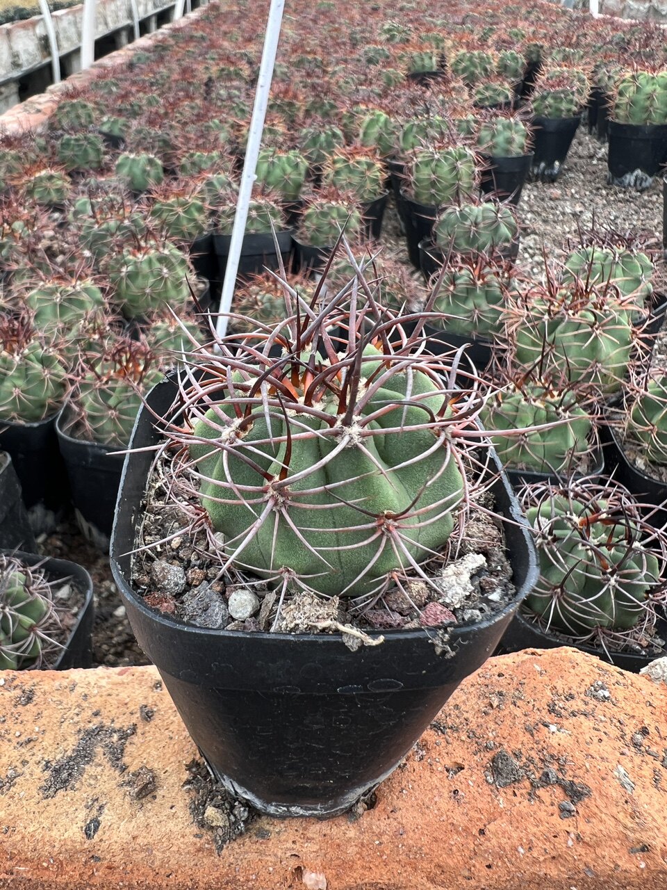 茜丸火焰龙绯筒属开花实生仙人球柱多肉植物盆栽刺本叶花卉