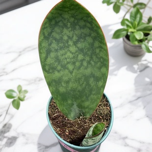 宝镜虎皮兰盆栽室内客厅办公室桌面好养绿植花卉植物