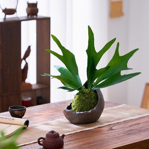 鹿角蕨网红苔藓植物北欧盆栽客厅净化壁挂绿植空气观叶室内好养