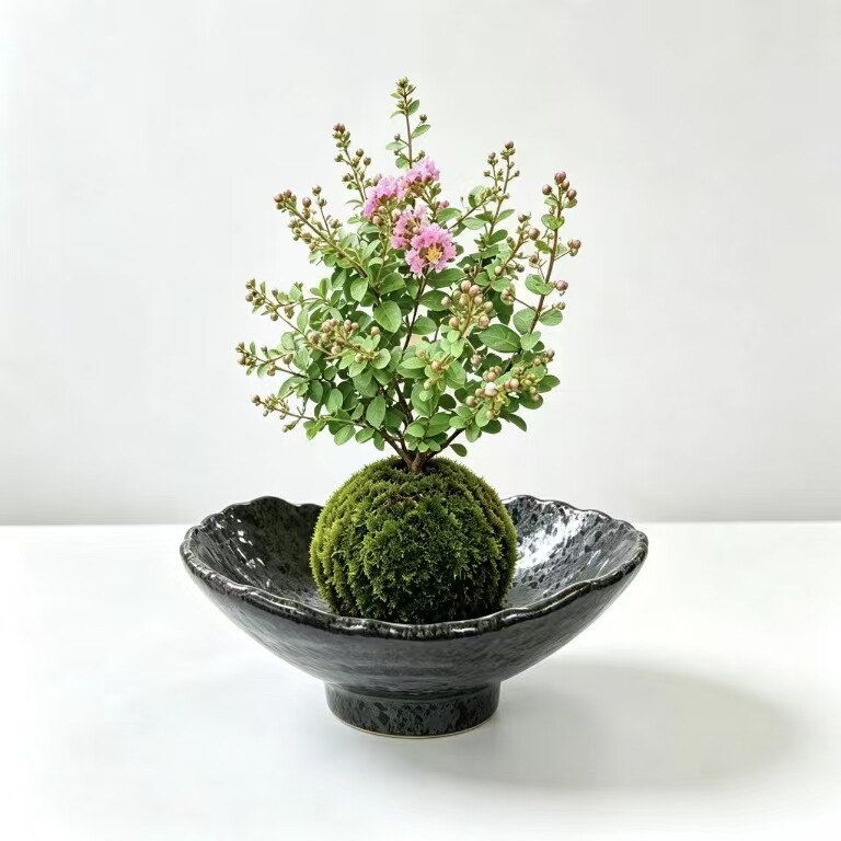 粉紫薇苔藓带花苞苔藓盆栽室内客厅办公室桌面绿植花卉