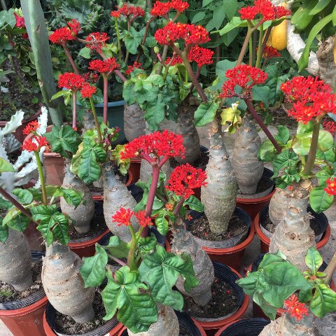 佛肚树大肚海棠独株成景珊瑚油桐公分四季开花