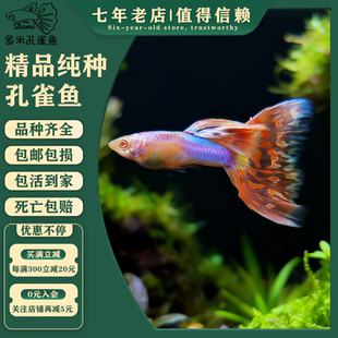 红马赛克白子高端稀有精品纯种孔雀鱼大尾巴活体水族宠物好养成都