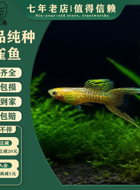 黄蕾丝双剑特殊尾型精品纯种孔雀鱼好养新手友好易繁殖生小鱼成都