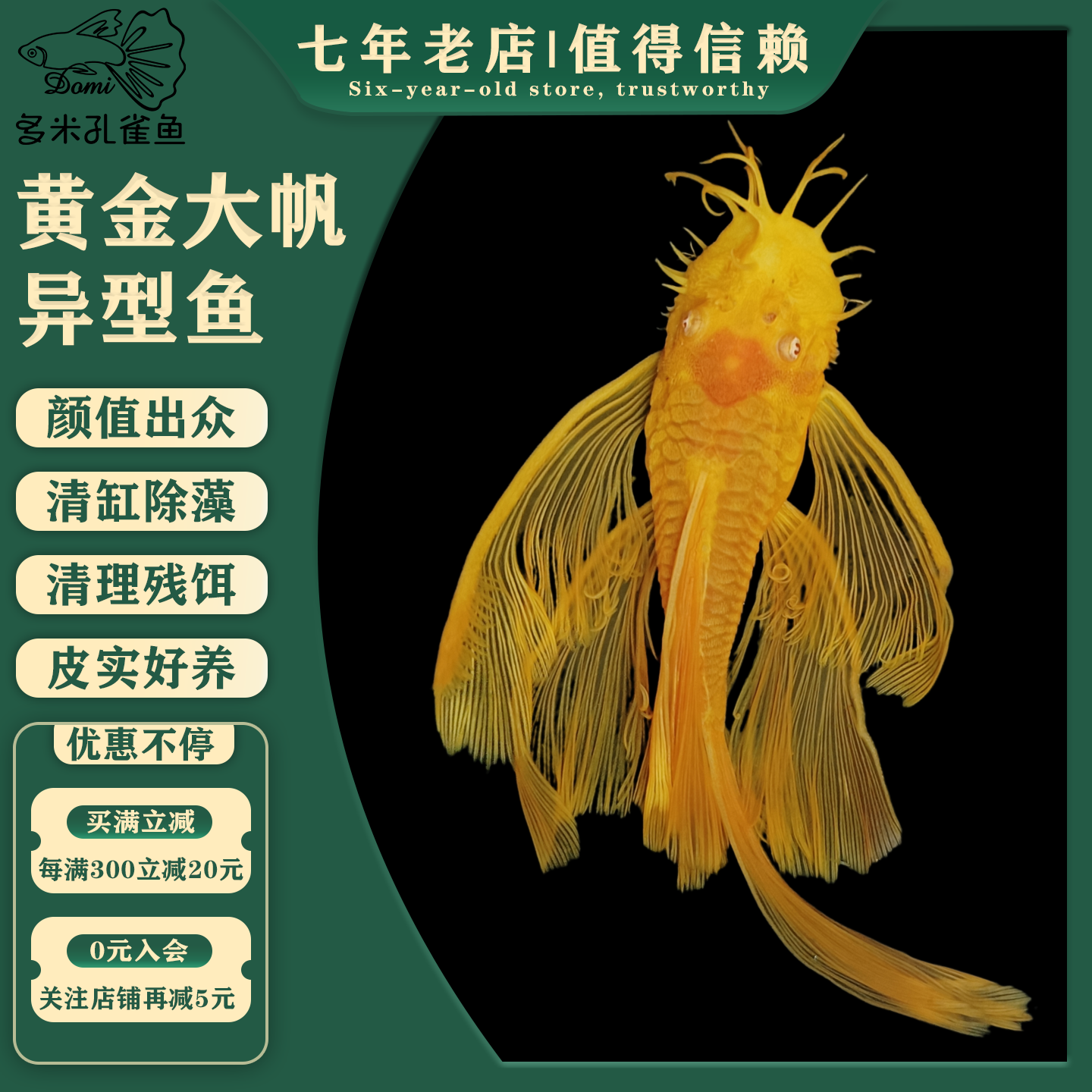 24K红眼蓝眼黄金胡子大帆异型鱼清道夫清洁除藻底栖工具鱼成都