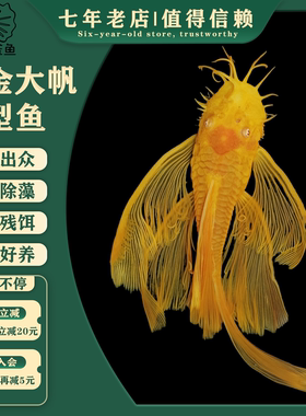 24K黄金迷彩大帆异型鱼工具鱼