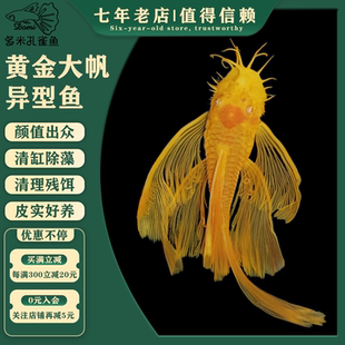 24K红眼蓝眼黄金胡子大帆异型鱼清道夫清洁除藻底栖工具鱼成都