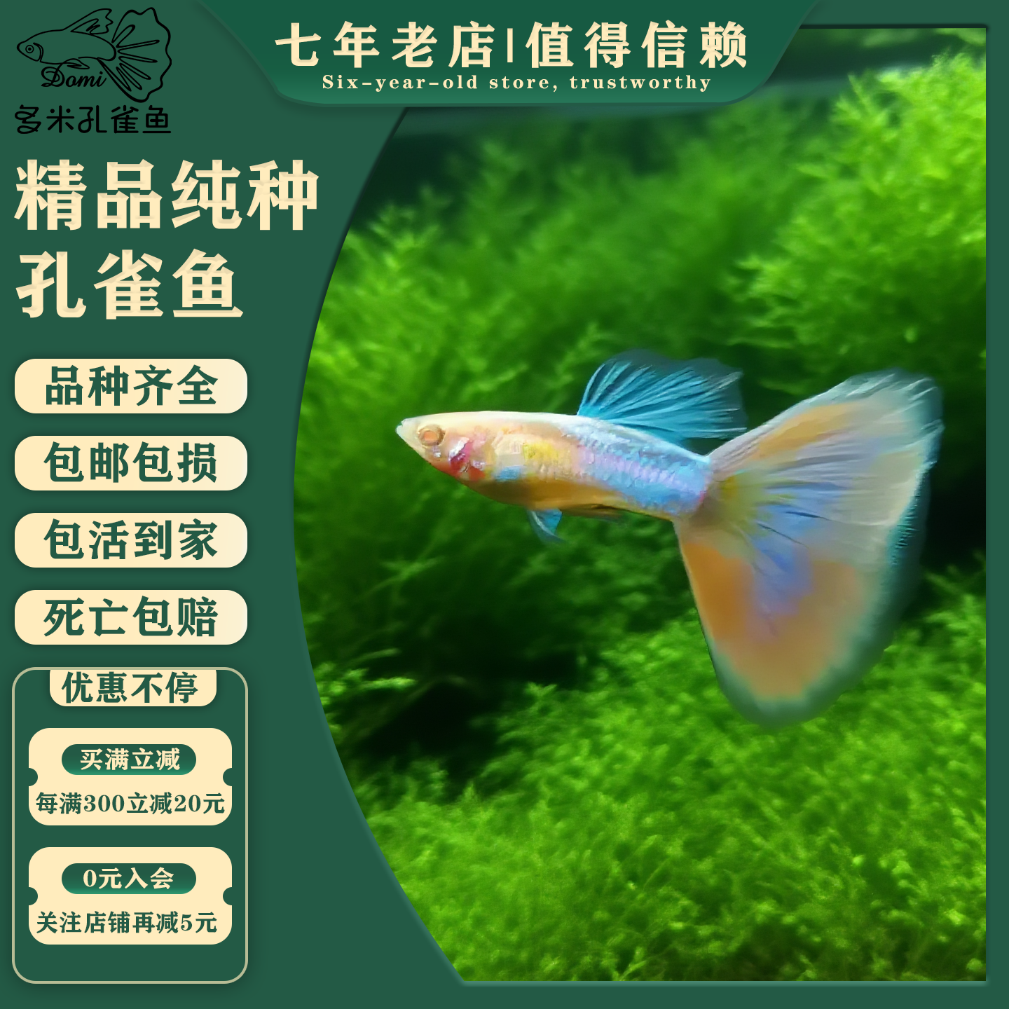 天使彩虹幻彩孔雀鱼种鱼大尾巴