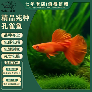 美国全红白子孔雀鱼精品纯种血红大背大尾巴凤尾鱼小型观赏鱼好养