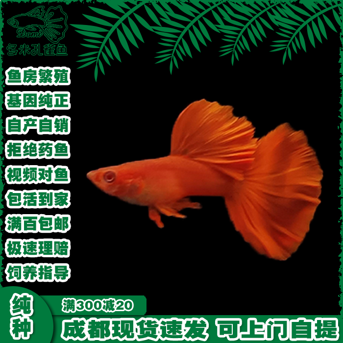 大体观赏鱼全红孔雀鱼热带淡水