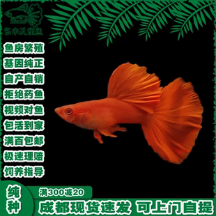 热带淡水小型观赏鱼大体美国全红孔雀鱼精品纯种纯红大尾巴活鱼