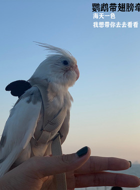 鹦鹉飞行绳 外带绳虎皮牵引绳 牡丹放飞训练绳 背带款 遛鸟绳外出