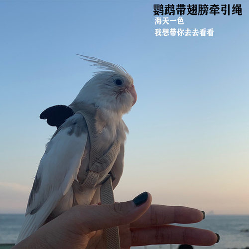 外出牵引绳稽龙宠物厂家直销