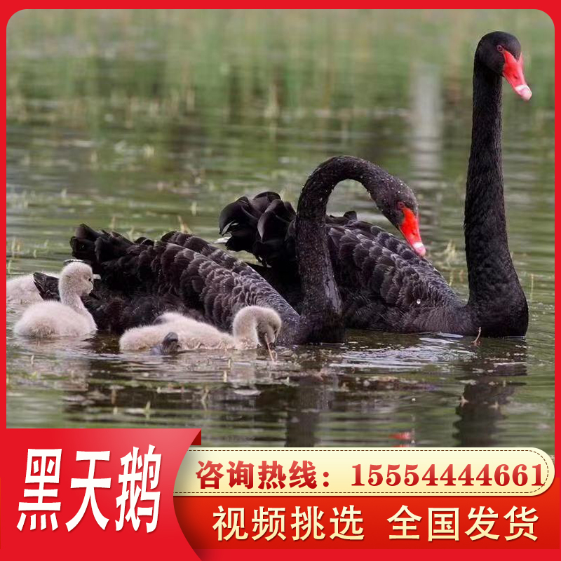 景区观赏黑天鹅活体一对成年亚成黑天鹅出售黑天鹅活苗黑天鹅种蛋