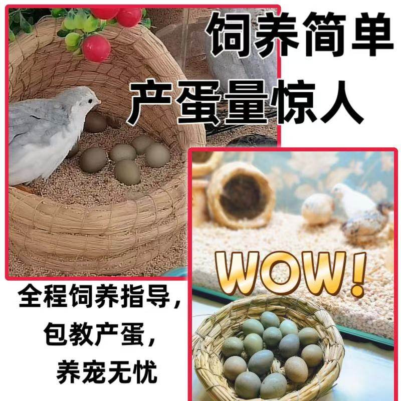 [新品销售]网红芦丁鸡成年卢丁鸡下蛋萌宠芦丁鸡现货阳台宠物袖珍,宠物/宠物食品及用品,宠物鸡,淘宝优惠券,粉丝福利购,淘宝优惠卷