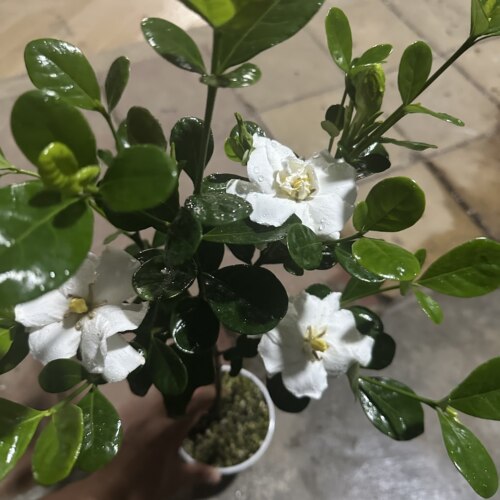 皓月栀子花重瓣多季开花