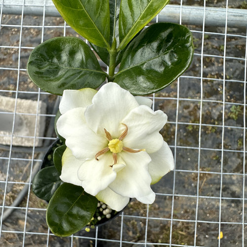 含珠栀子花 庭院阳台绿植 浓香型 多季开花 重瓣 大叶栀子花盆栽
