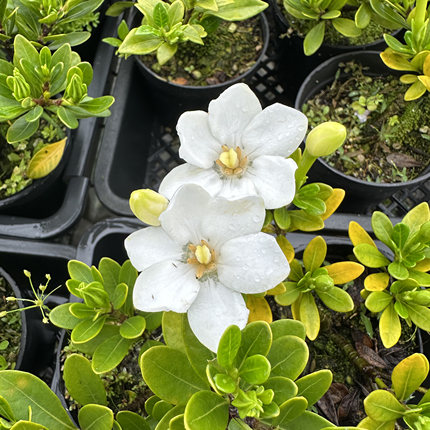 冠珠栀子花盆栽 小叶栀子花 单瓣花 盆景素材苗 丰花会挂果