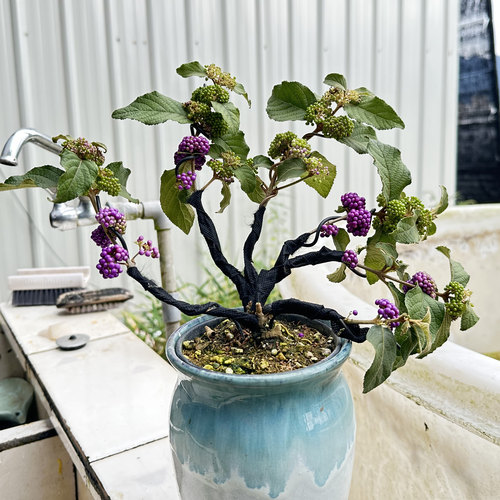 紫珠盆栽 观果耐寒耐热绿植 紫珠一物一拍 台湾紫珠造型盆栽