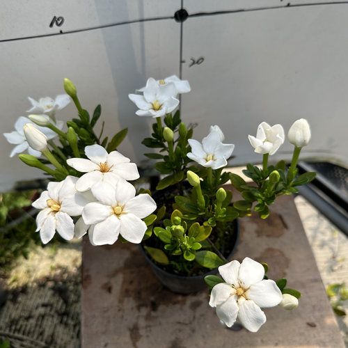 潮珠栀子花盆栽多季开花