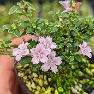 红花六月雪金边六月雪小盆栽多季开花假山附石素材苗室内绿植盆栽