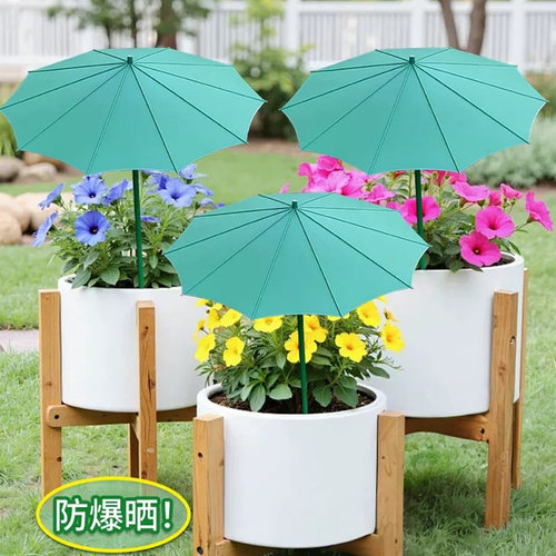 盆景盆栽多肉遮阳防雨植物保护伞