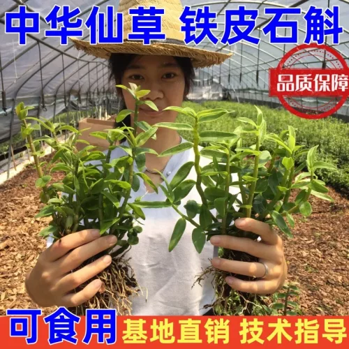 石斛兰花室内室外可食用铁皮石斛