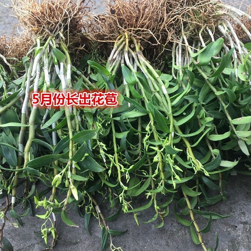 【一物一拍】铁皮石斛兰 气生根植物多年生草本 可食用品种