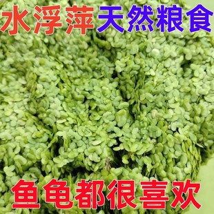 小叶浮萍养鱼虾水生植物造景水草水芙蓉净化水质水草水葫芦