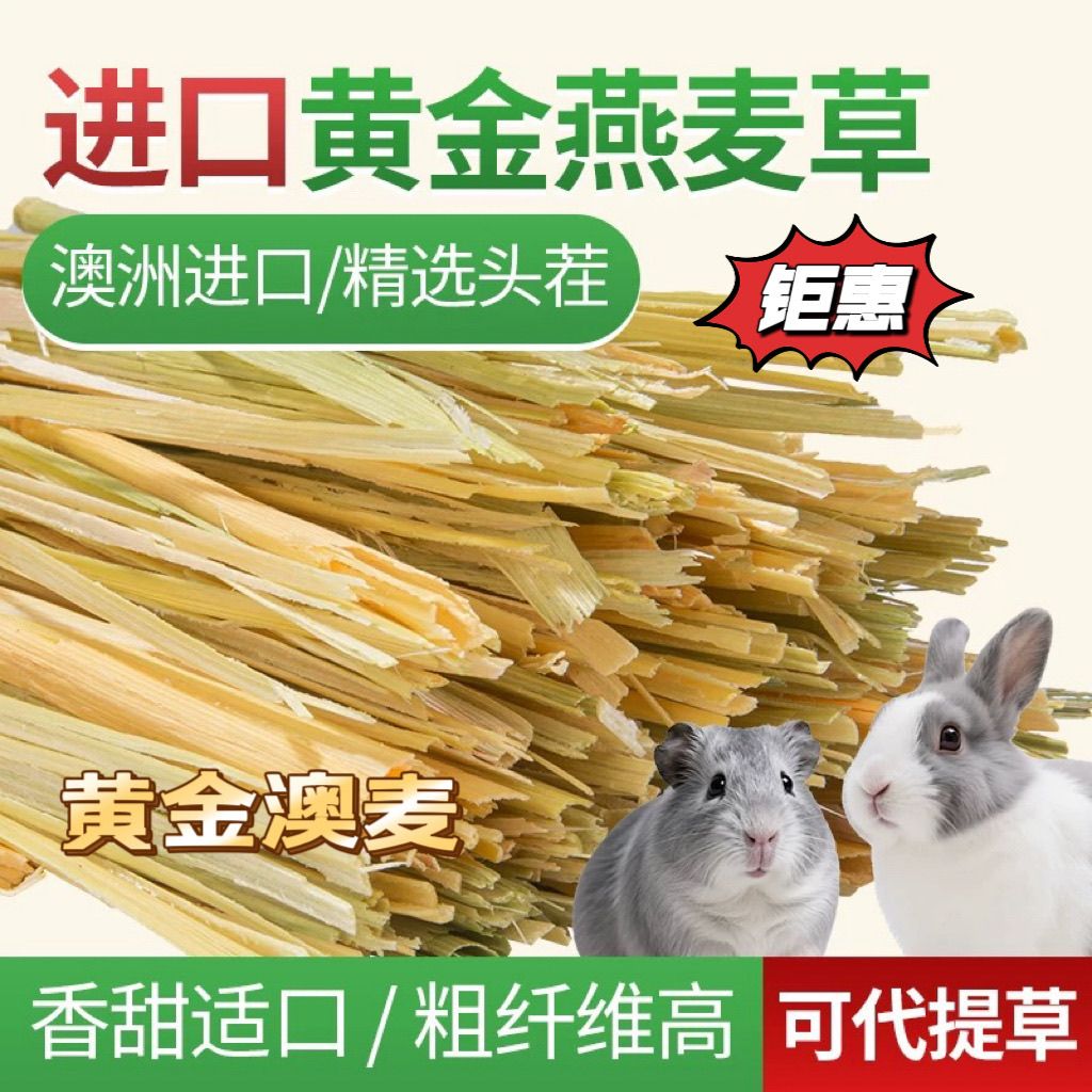 豫肥倌澳洲黄金燕麦草兔子豚鼠