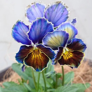 进口室内室外耐寒盆栽花卉日系角堇一物一拍 8艺树花园冬季