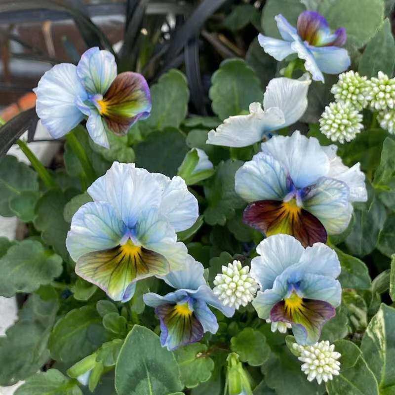 0101-2艺树花园冬季进口室内耐寒盆栽花卉日系角堇固定一物一拍