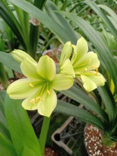 绿花黄花沼泽种间毛垂佛光彩兰四季兰苗室内精品花卉盆栽