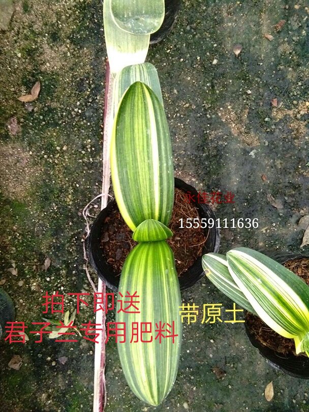 彩叶金边君子兰金丝佛光圆头元宝立板好养室内绿植盆栽花卉吸甲醛