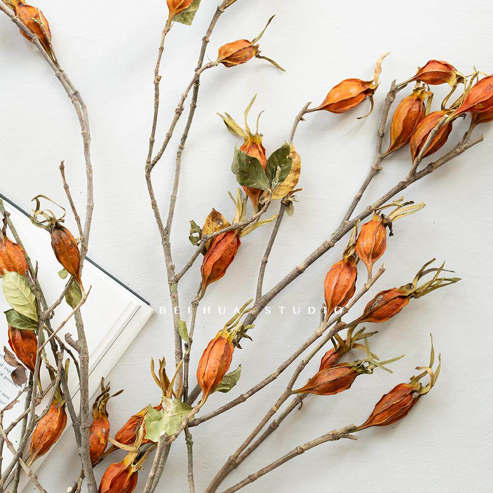 栀子果干花真花束树枝摆件秋冬季居家装饰高级感诧寂插花搭配花材