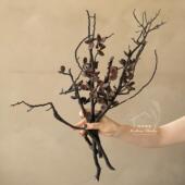 澳洲进口火烧碳化哈克木 禅意诧寂风树枝复古 小众设计感高端花材