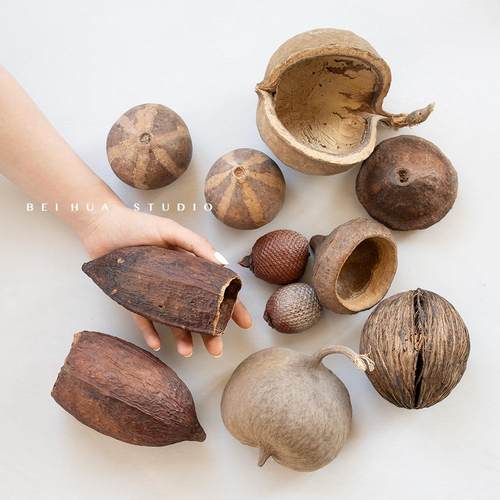 禅意造景南美缸进口标本创意礼物