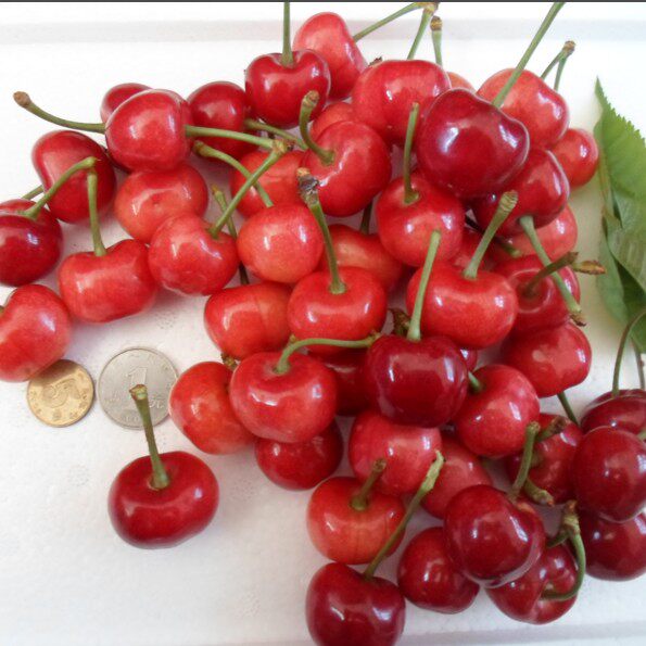 山东烟台新鲜大樱桃水果  新鲜车厘子水果 产区直销大红灯5斤包邮