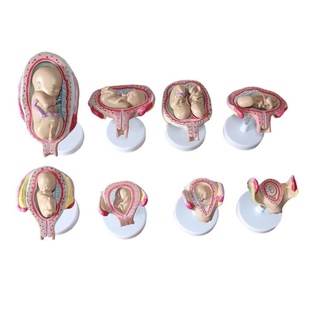 妊娠胚胎发育胎儿生长过程模型妇产科计生孕妇月嫂培训演示教具