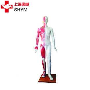 178CM高 厂家直销 医学模型 上海医模标准针灸穴位人体模型178cm