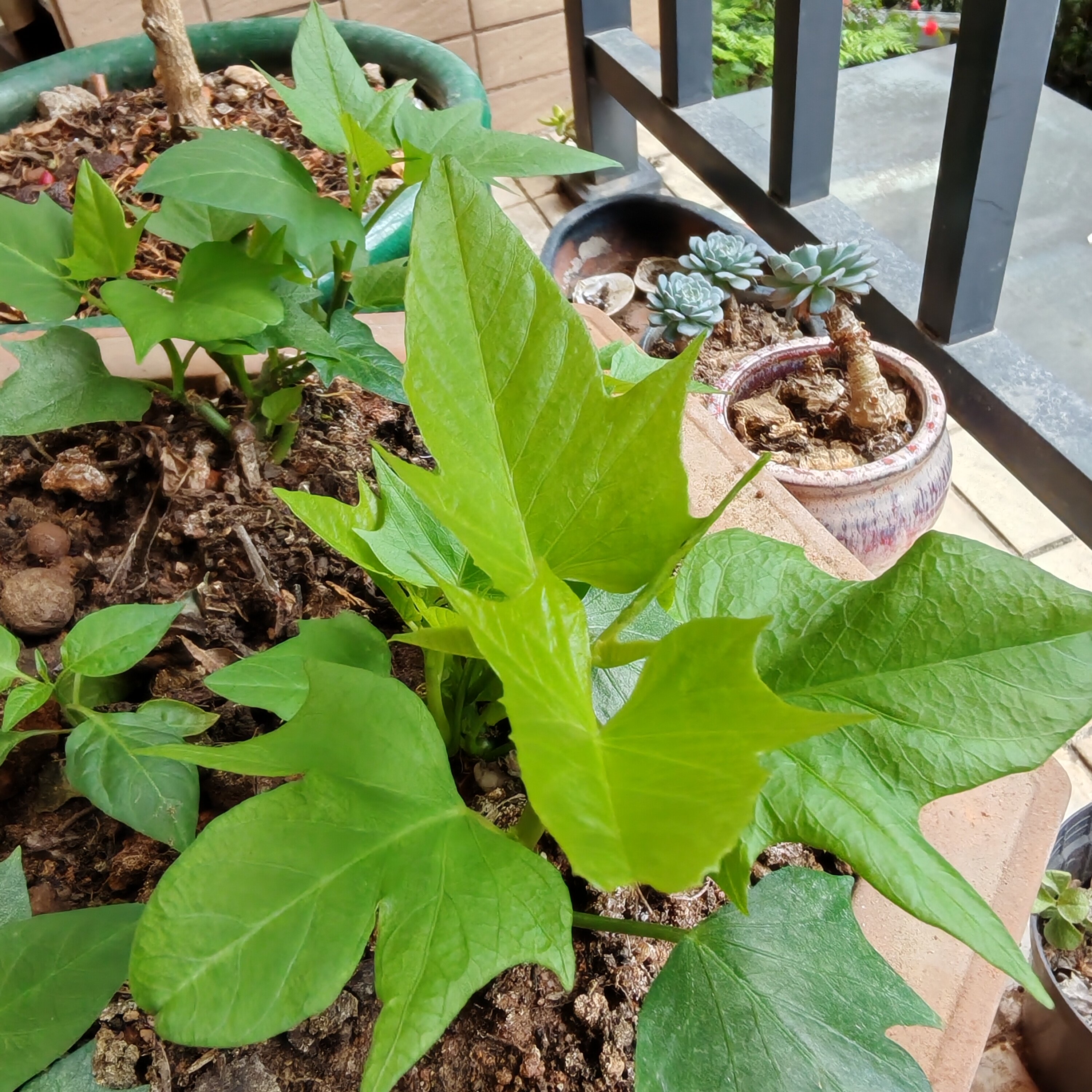 广东可食用扦插番薯叶苗枝杆条阳台花盆田园易养活绿植红薯叶茎条