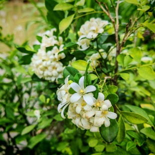 九里香千里香庭院绿植盆栽易活易养四季 常绿做盆景花卉绿道植物