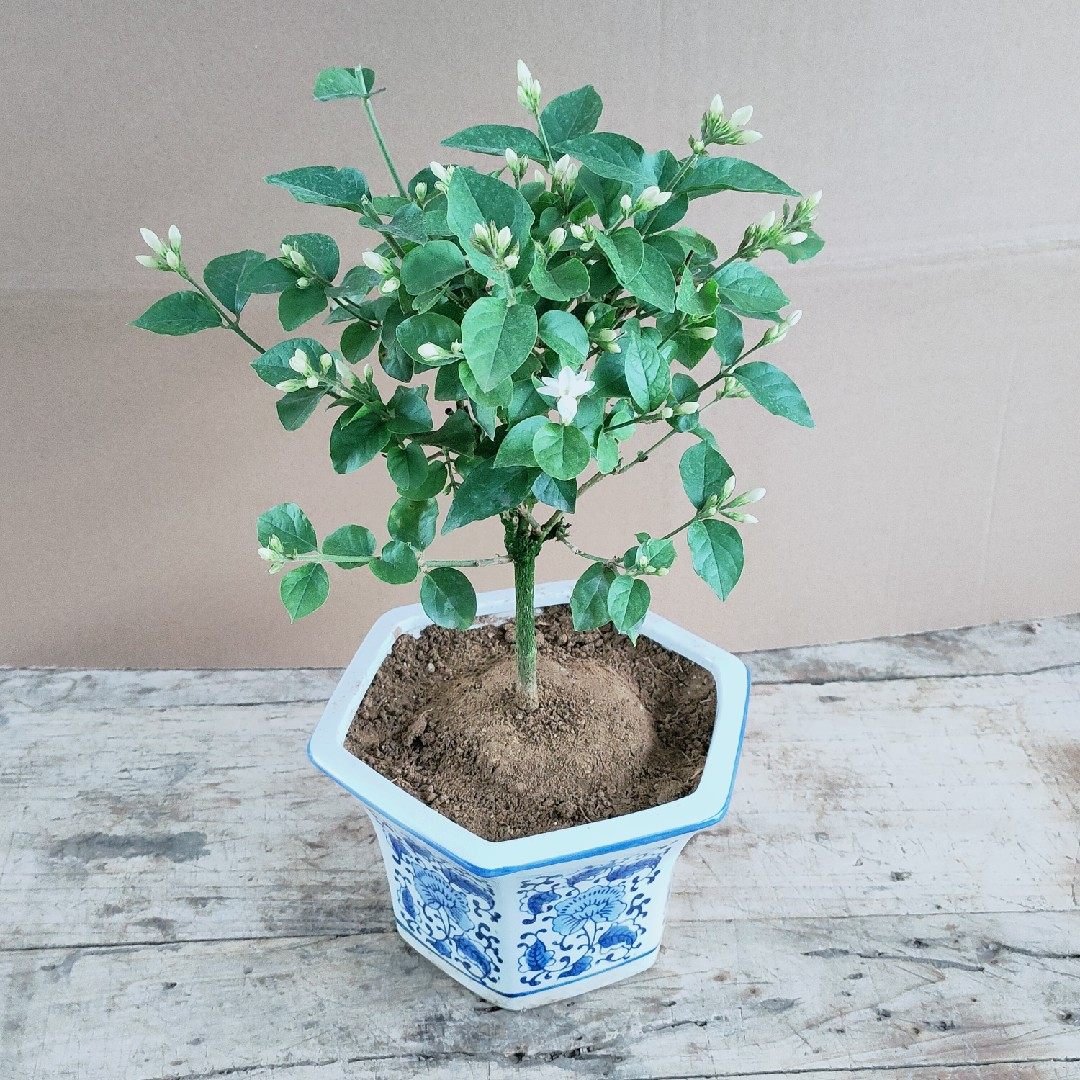 笔尖茉莉单瓣茉莉花盆栽阳台室内植物独杆花苗茉莉