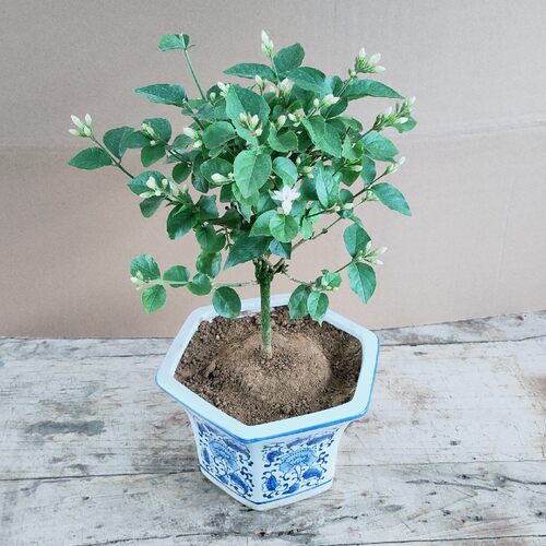 浓香型茉莉花笔尖单瓣独杆茉莉花
