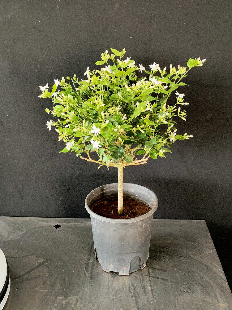 笔尖茉莉单瓣盆栽阳台室内植物