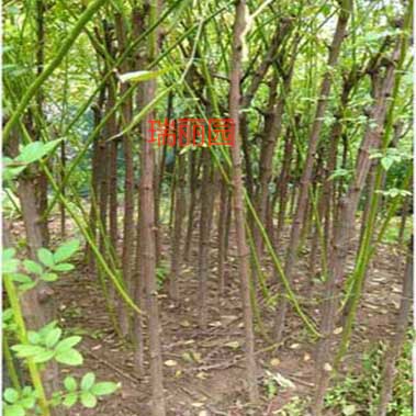 树状砧木月季嫁接无刺蔷薇