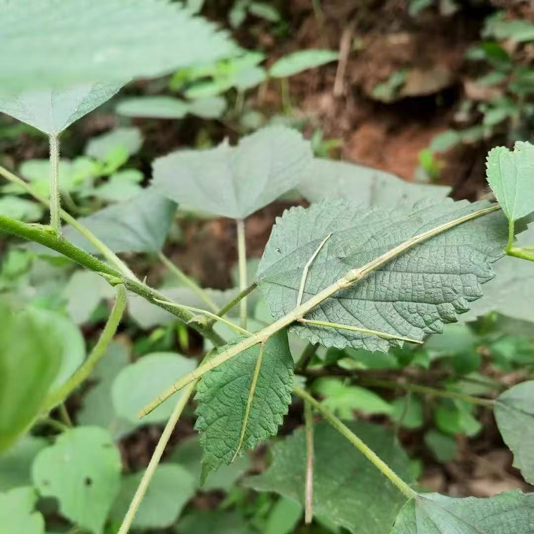 绿色另类宠物好玩竹节虫活体昆虫特色爬宠/鸣虫