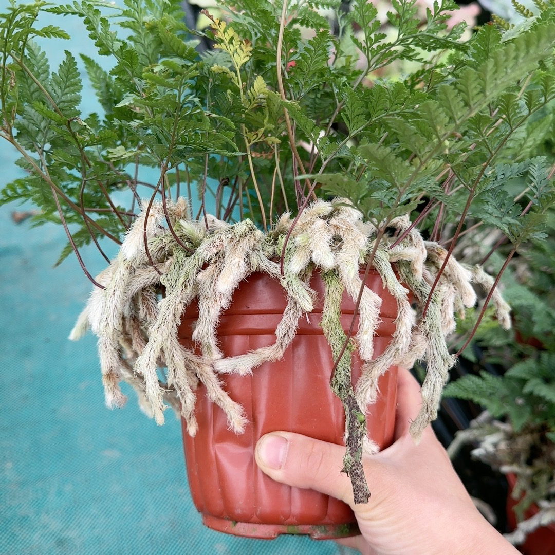 狼尾蕨盆栽观叶耐阴水培垂吊桌面室内花客厅雨林缸绿植物四季常青